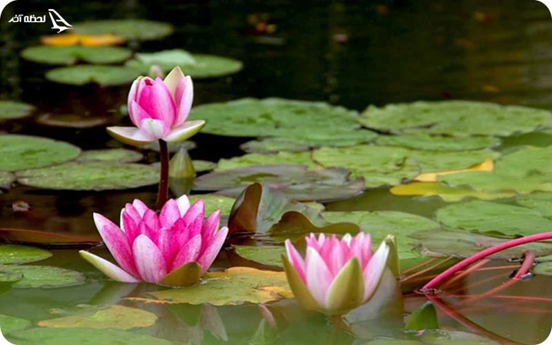 تالاب حمیدآباد