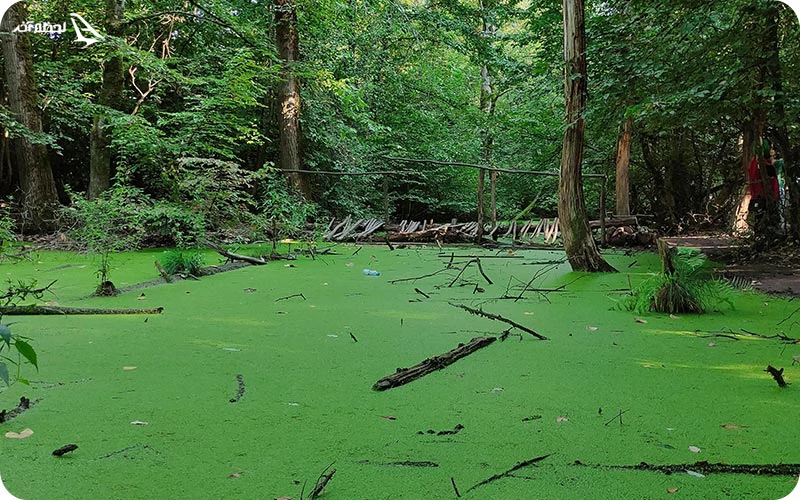 برای رفتن به پارک جنگلی چه وسایلی با خود ببریم؟