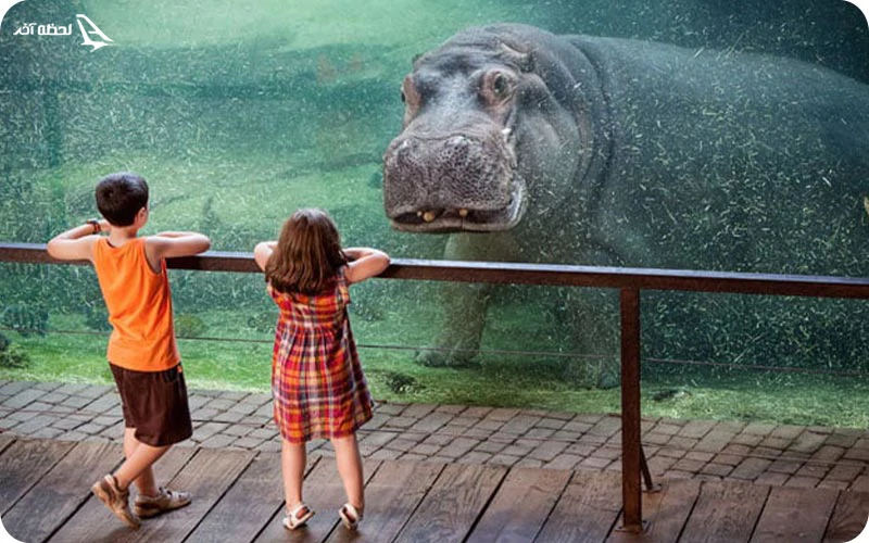تفریحات باغ وحش دبی تفریحات متنوع و بینظیر باغ وحش دبی