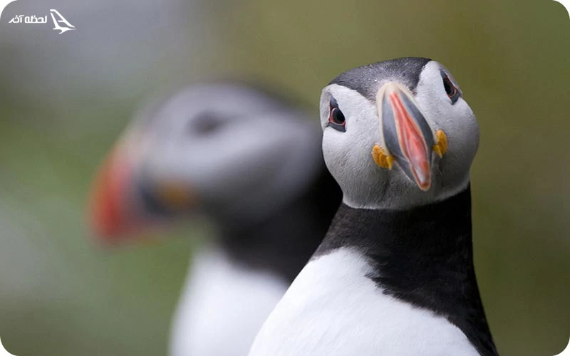 تماشای پرندگان در تالاب سوستان تماشای پرندگان؛ تفریحی محبوب در تالاب سوستان