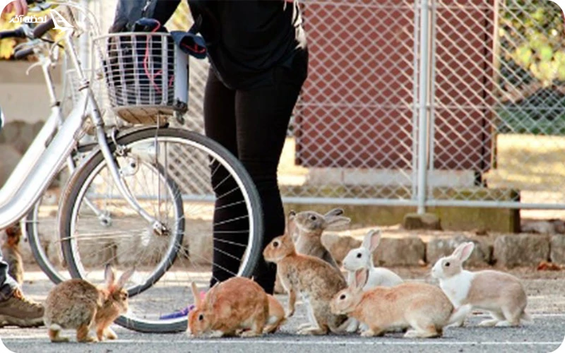 جزیره خرگوش جزیره خرگوش؛ ظاهری خاص و متفاوت