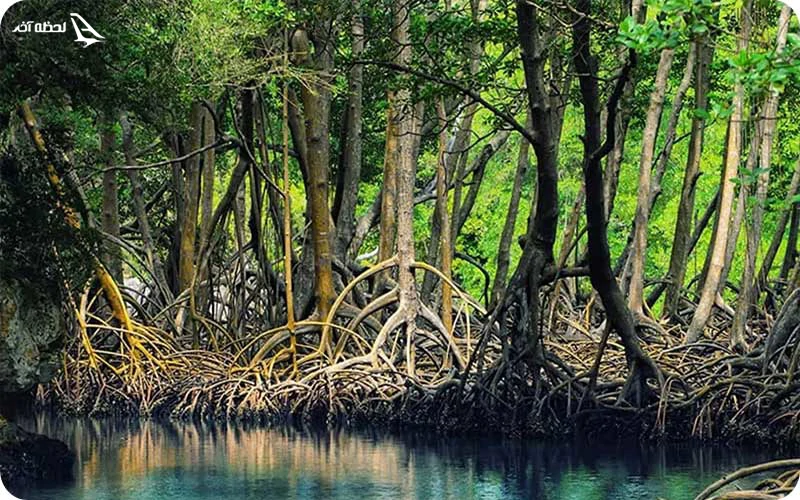 جنگل حرا جنگل حرا؛ یکی از بهترین جاهای دیدنی قشم