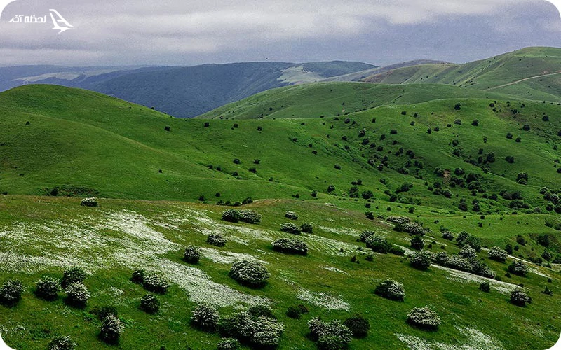 جنگل فندقلو