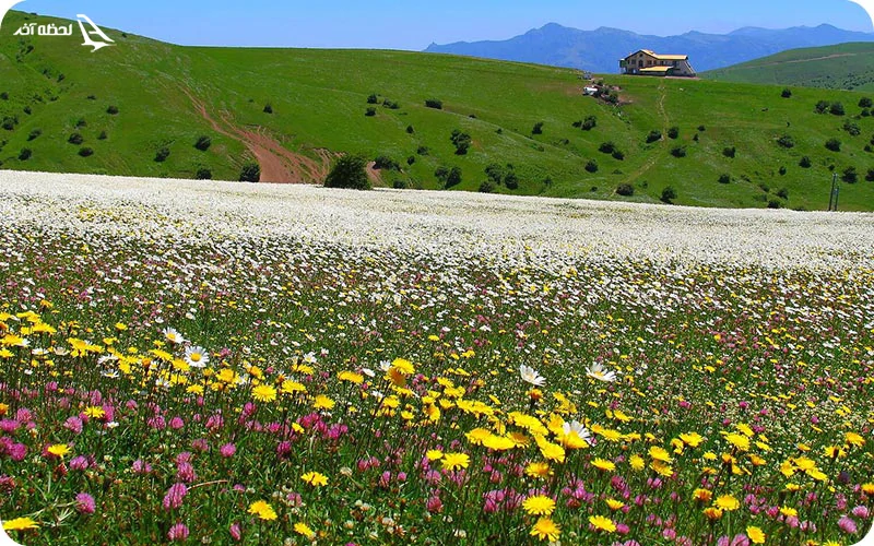 درباره جنگل فندقلو درباره جنگل فندقلو