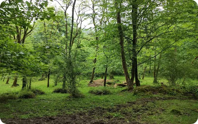 جنگل لفور جنگلهای لفور؛ منطقهای بکر و بینقص