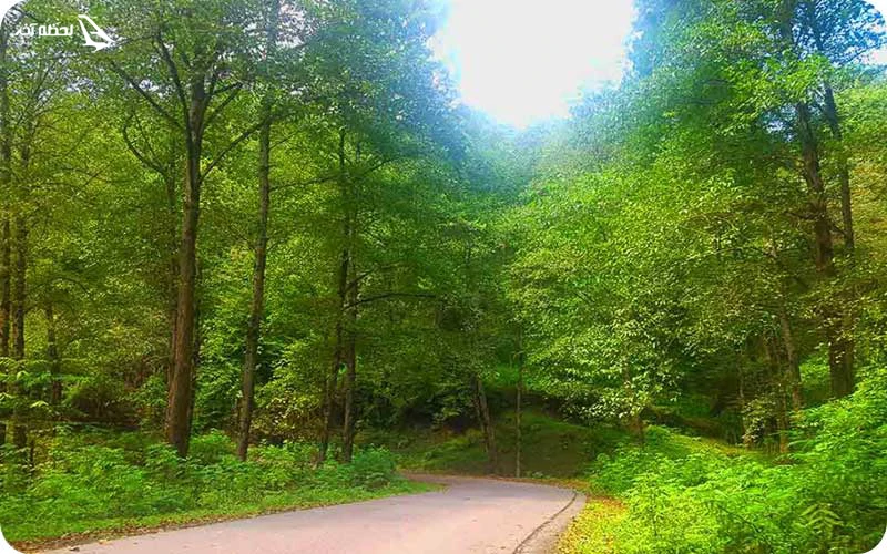 جنگل لفور جنگل لفور؛ بهشتی سرسبز برای عاشقان طبیعت