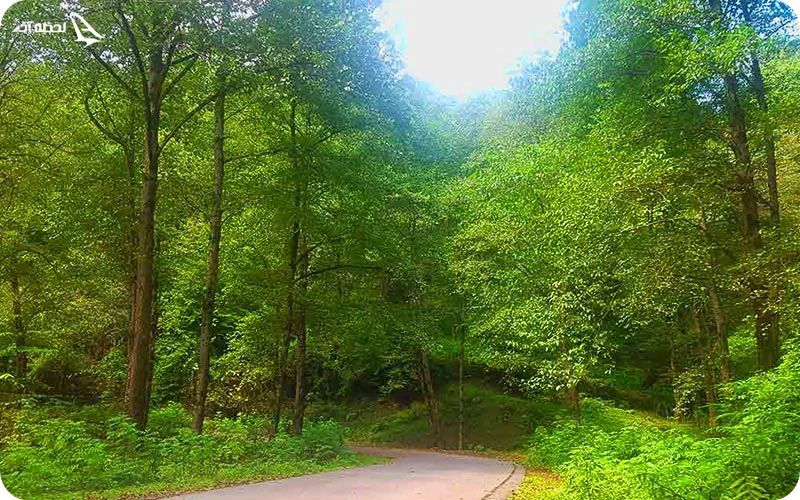 جنگل لفور جنگل لفور