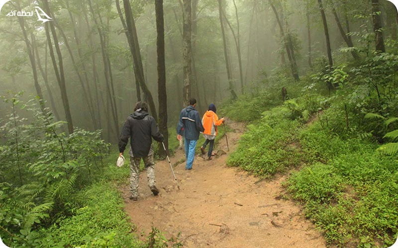 جنگل نوردی جنگل نوردی