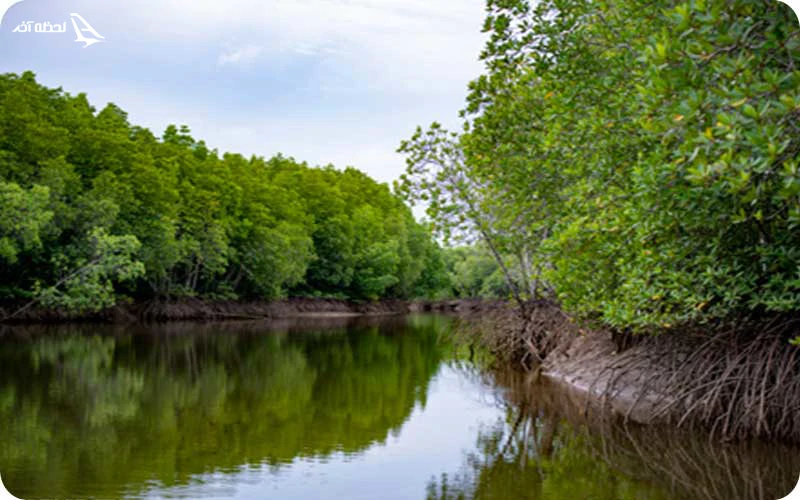جنگل حرا جنگل حرا؛ شگفتی سرسبز در دل آبهای خلیجفارس