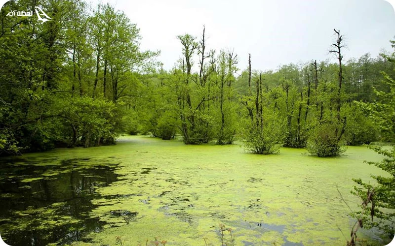 جنگل و مرداب قادیکلا