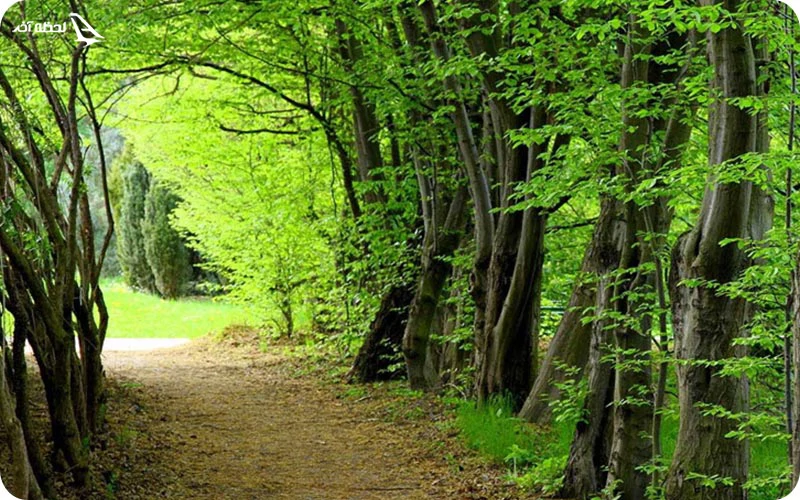 جنگل های زیبا و دیدنی ارسباران جنگل های ارسباران؛ آرامش محض در دل طبیعتی بکر