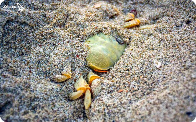 ساحل خرچنگ ها ساحل خرچنگ ها