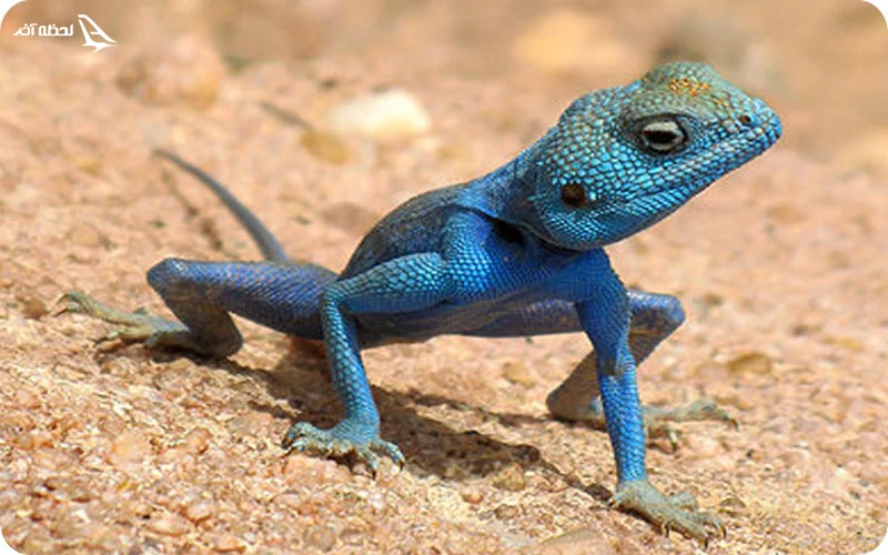 خانه خزندگان باغ وحش دبی خانه خزندگان؛ دنیایی آرام و دلپذیر