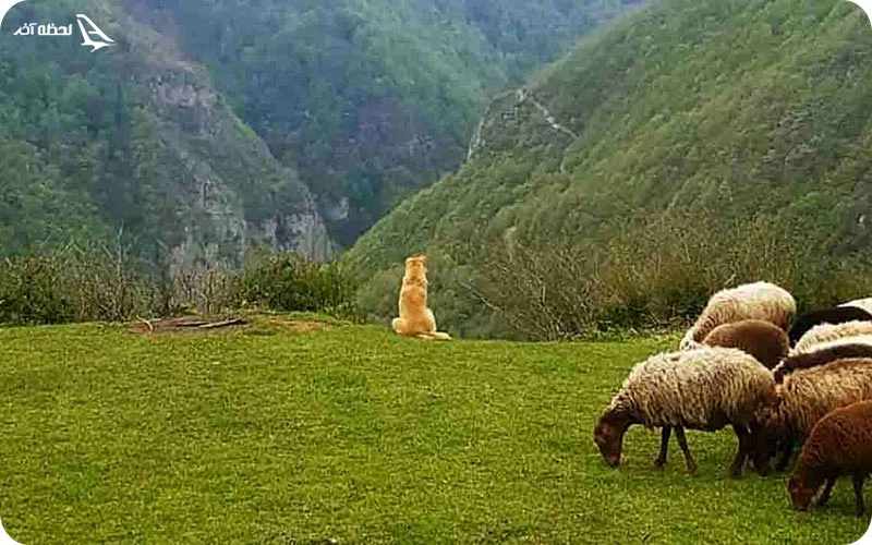 داغ کوه داغ کوه؛ منطقه چشمنواز ییلاقی