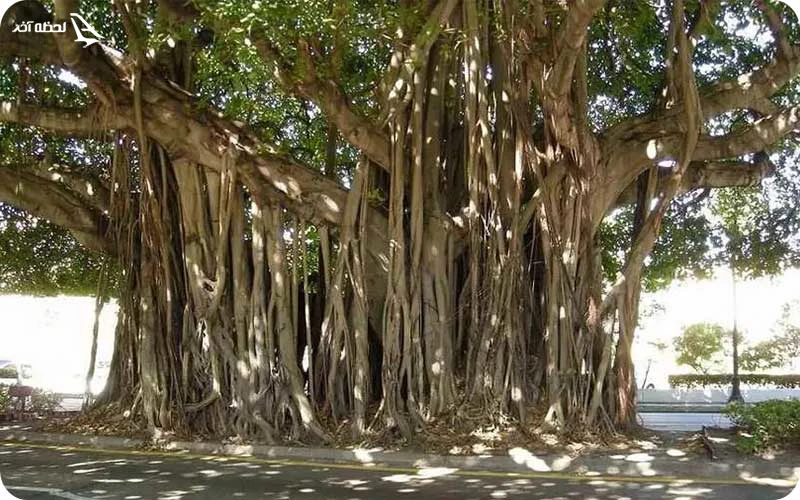 درخت انجیر معابد درخت انجیر معابد؛ درختی افسانهای در دل قشم