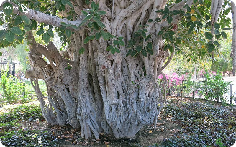 درخت انجیر معابد روستای رمین درخت انجیر معابد روستای رمین