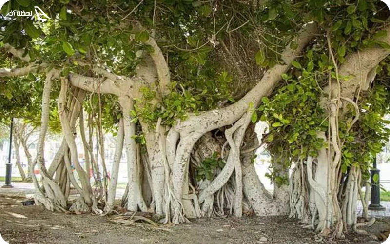 قدیمی ترین درخت کیش در اطراف پاساژ دامون درخت سبز کیش