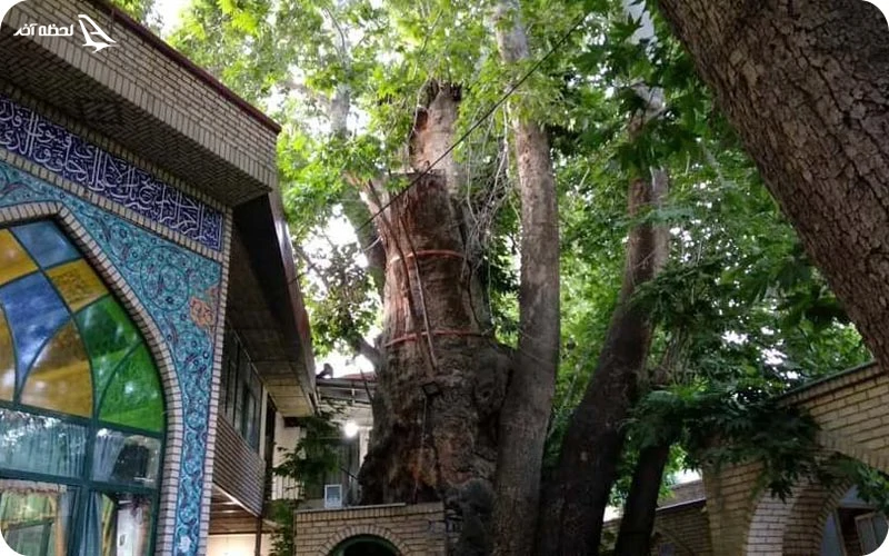 درخت چنار مسجد برغان؛ درختی با اتاق 10 نفره!