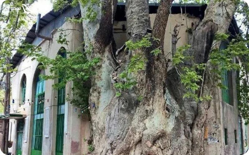 درخت کهنسال مسجد برغان؛ معروف به گرده بینه