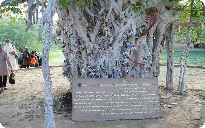 درخت کیش گنجینه‌ای از تاریخ و طبیعت جزیره