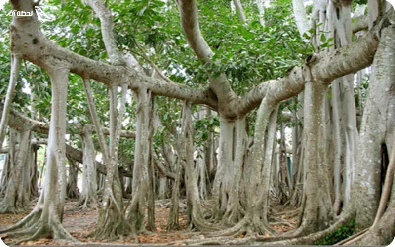درخت انجیر معابد درخت انجیر معابد؛ درختی با عمر 600 ساله