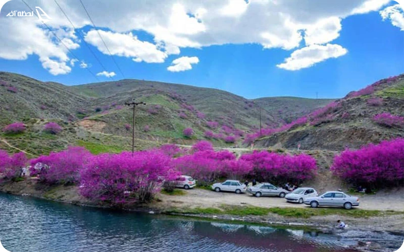 دره ارغوان؛ بهشت بنفش