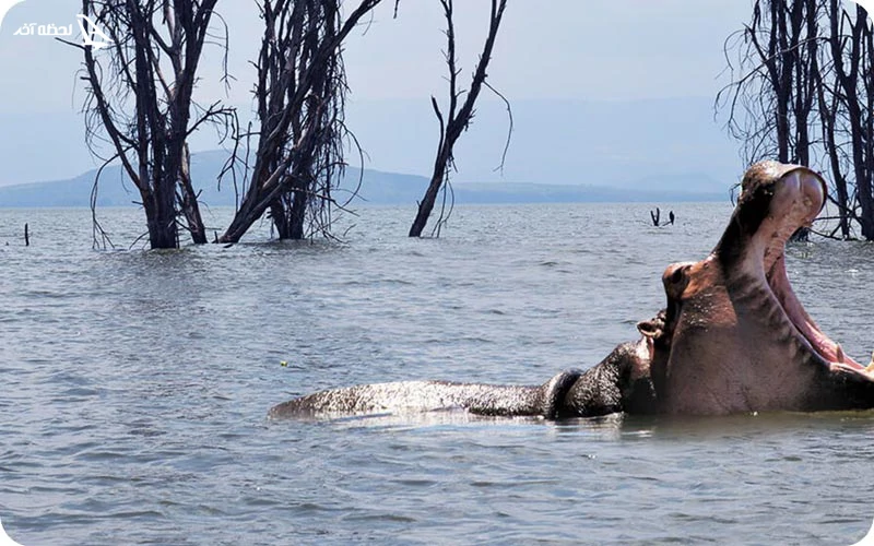 دریاچه نایواشا در کشور کنیا