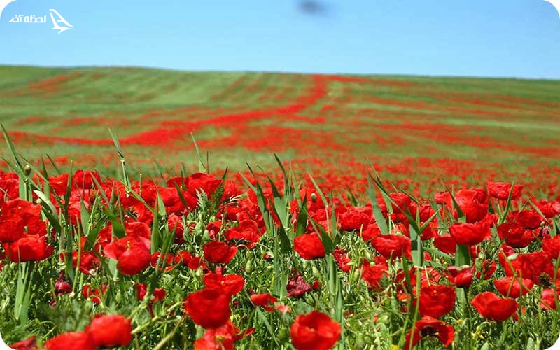دشت سوسن دشت سوسن؛ بهشت گلها و طبیعت زراس خوزستان
