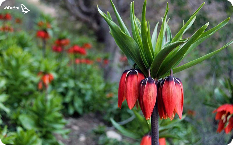 دشت لاله های واژگون دره کی در کردستان دشت لاله های واژگون دره کی در کردستان