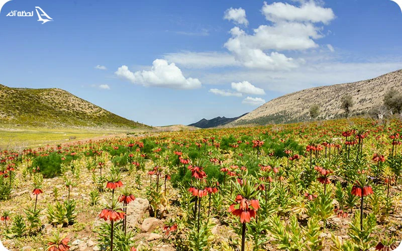 دشت لاله های واژگون ساورز در کهگیلویه و بویراحمد دشت لاله های واژگون ساورز در کهگیلویه و بویراحمد