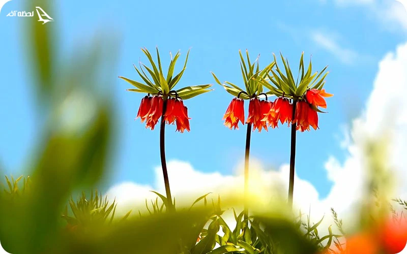 دشت لاله های واژگون سمیرم در اصفهان دشت لاله های واژگون سمیرم در اصفهان