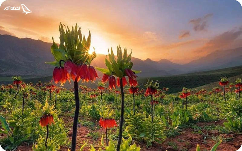 دشت لاله های واژگون کوهرنگ در چهارمحال و بختیاری دشت لاله های واژگون کوهرنگ
