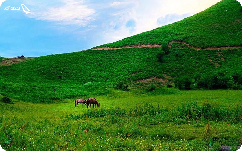 دشت هویج دشت هویج