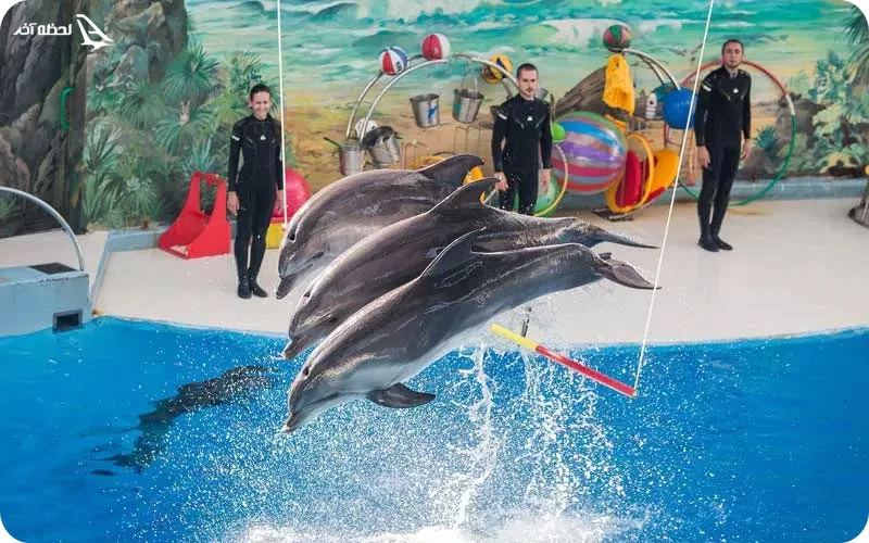 تماشای دلفین در پارک دلفیناریوم ریویرا سوچی دلفیناریوم ریویرا سوچی؛ نمایشهای شگفتانگیز دلفینها