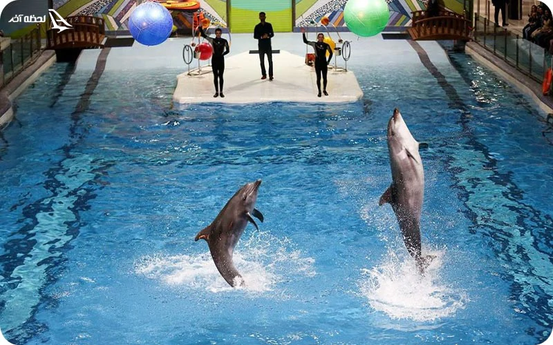 دلفیناریوم؛ بازیگوشی دلفین‌ها در برج