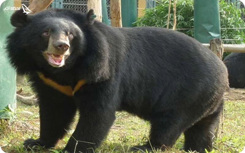 دهکده آسیایی در باغ وحش دبی دهکده آسیایی؛ گشت و گذار در فرهنگ آسیایی