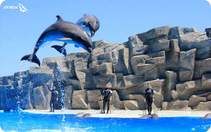دولفیناریوم؛ اجرا توسط دلفین‌های آموزش‌دیده