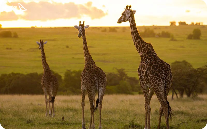 راه های رزرو تور کنیا ارزان قیمت