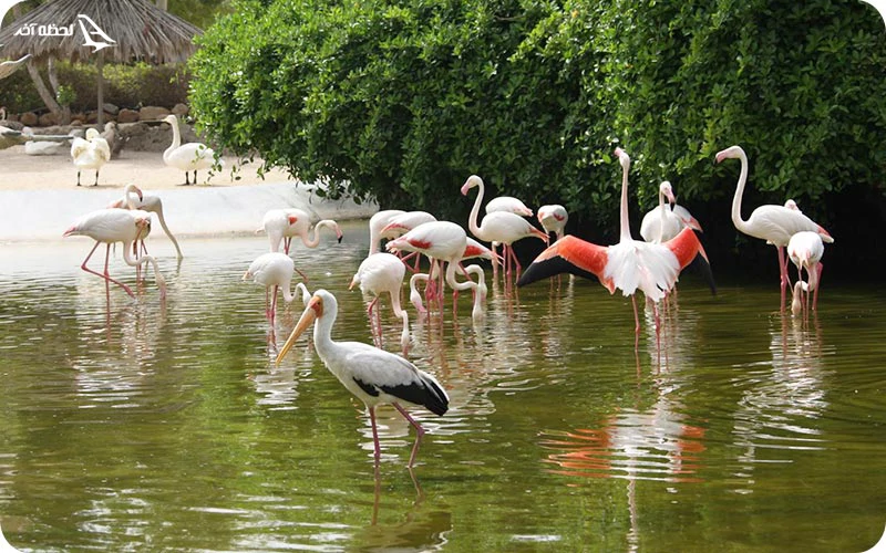 روز سوم؛ خداحافظی با جزیره روز سوم؛ خداحافظی با جزیره