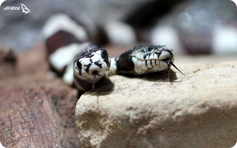 روستای شپتال | روستای مارخیز در هند روستای شپتال هند