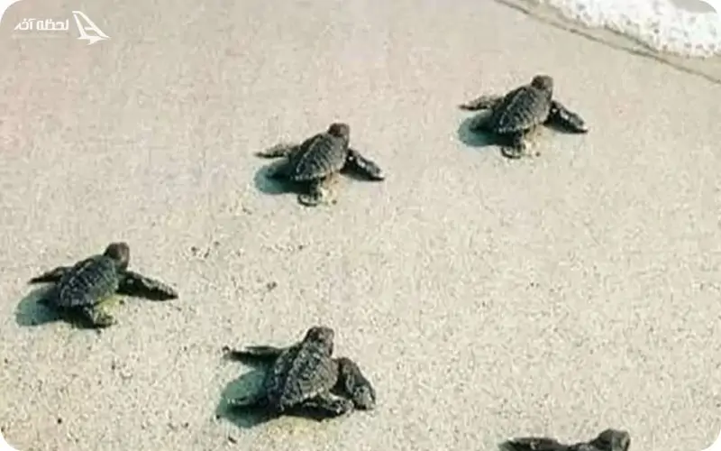 ساحل لاک پشت ها ساحل لاک پشت ها