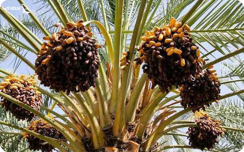 ساحل نخلستان بندرلافت ساحل نخلستان؛ تلاقی نخل و دریا در چشماندازی بکر