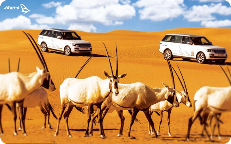 دهکده صحرای عربی باغ وحش دبی سافاری صحرایی عربستان؛ تجربهای جدید و متفاوت