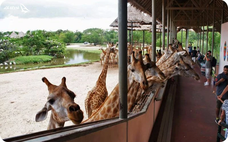 سافاری شنزن؛ باغ وحش بدون قفس در چین سافاری پارک شنزن؛ لذت تماشای پانداهای غول پیکر