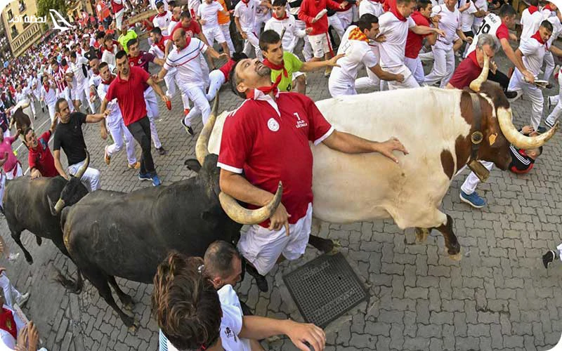 فستیوال سان فرمین فستیوال سان فرمین؛ دویدن گاوها در پامپلونا