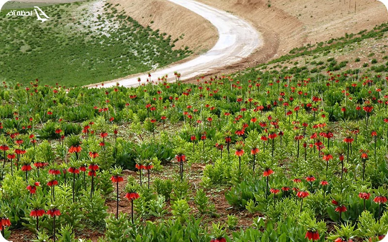 سایر دشت های لاله واژگون ایران سایر دشت های لاله واژگون ایران
