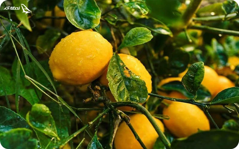 چشیدن طعم اصالت و طبیعت با سوغات قصر شیرین