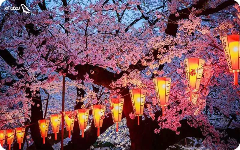 فستیوال شکوفههای گیلاس فستیوال شکوفههای گیلاس؛ تماشای زیبایی زودگذر در دل بهار ژاپن