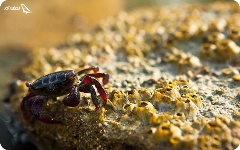 ساحل خرچنگها قشم معرفی ساحل خرچنگها قشم