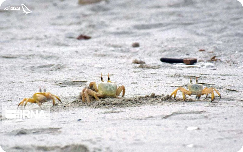 ساحل خرچنگهای کیش کجاست؟